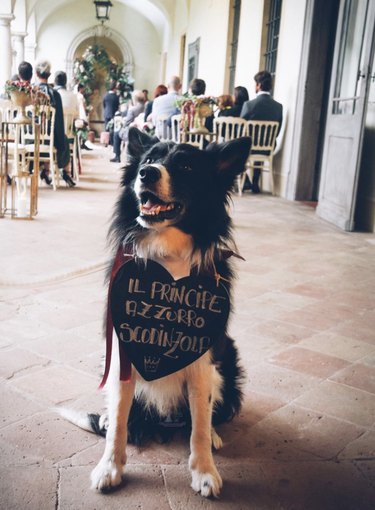 dog holding sign at wedding.