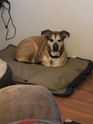 Dog laying on dog bed with paws tucked underneath itself