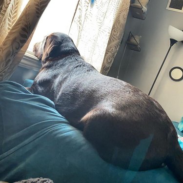 Dog laying with it's chin on a windowsill and with paws tucked underneath itself