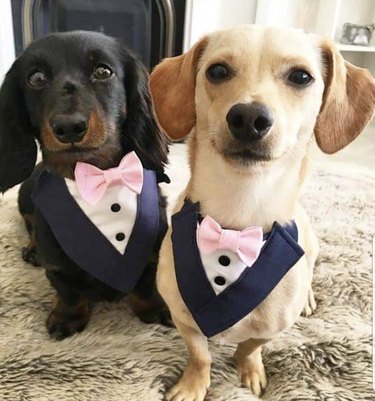 two dogs in tuxes