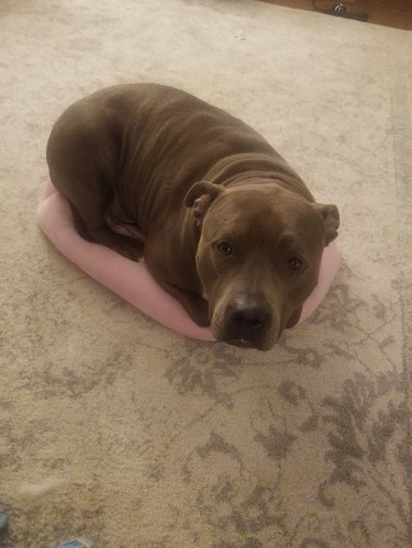 Brown pit bull type dog laying with paws tucked underneath itself