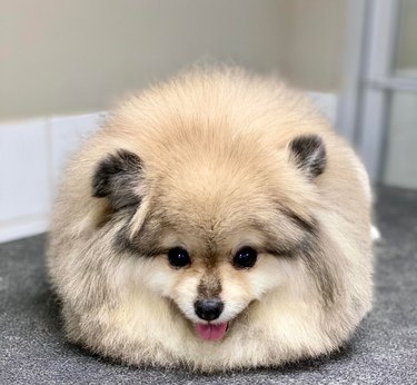 Small, fluffy dog with paws tucked underneath itself