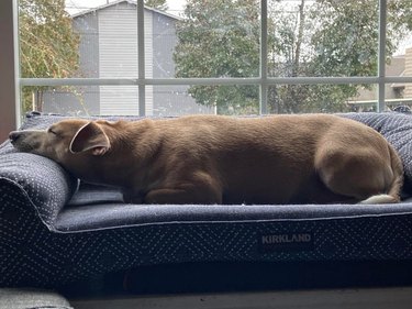 Tan dog sleeping with paws tucked underneath itself