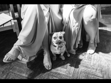 dog sitting by bridesmaids.