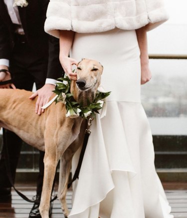 dog standing by bride.