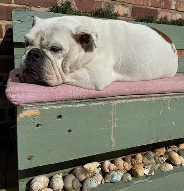 bulldog laying on outdoor bench