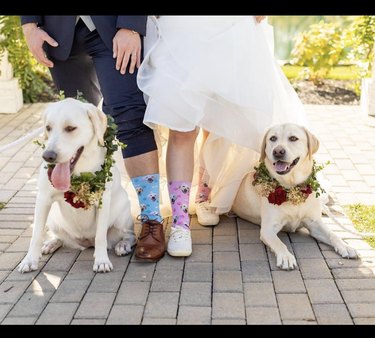 two dogs next to bride and groom.
