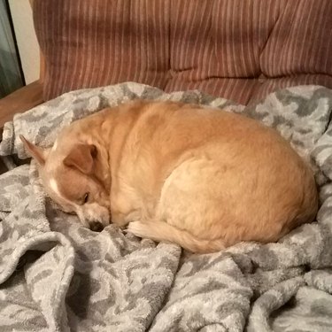 Chubby dog curled in a ball
