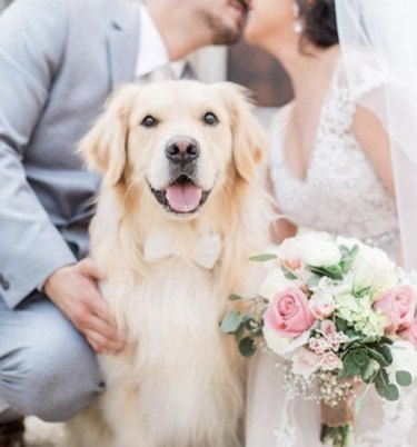 dog sitting by kissing bride and groom.