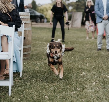 dog running down aisle.