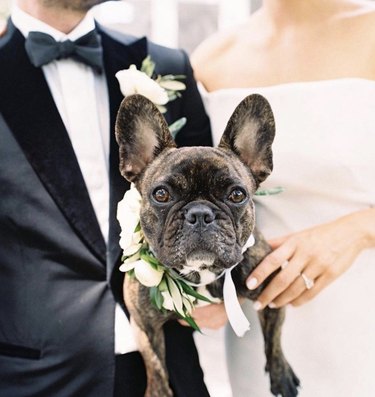 dog held by bride and groom.