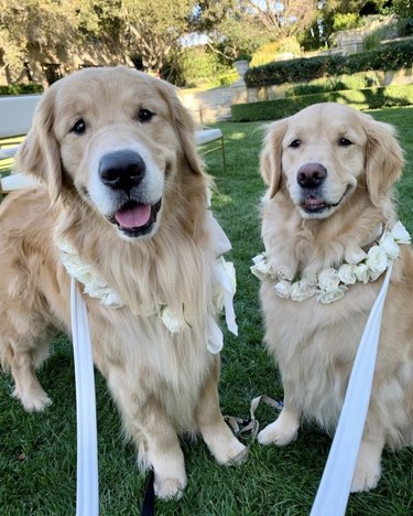 two golden retrievers with flower necklaces.