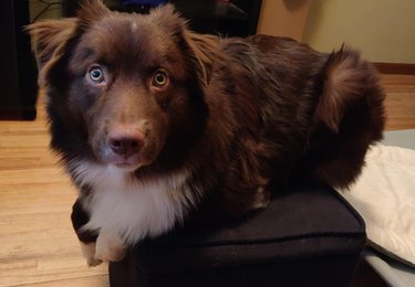 Fluffy brown dog sitting with paws tucked underneath itself