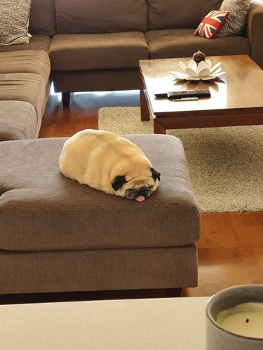 Chubby pug sleeping on couch with tongue sticking out