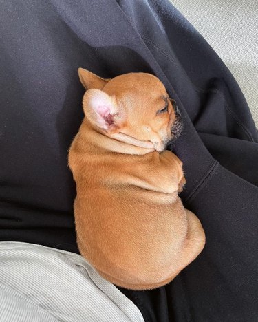 French bulldog puppy sleeping