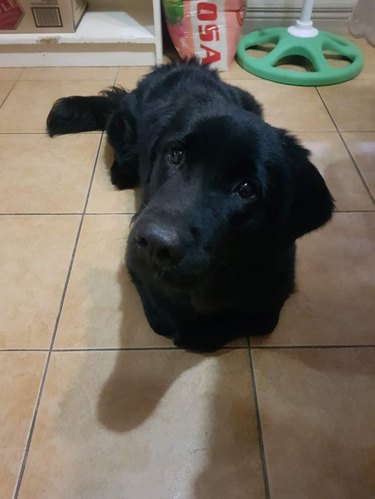 Black Labrador looking hopeful, laying with paws tucked underneath itself