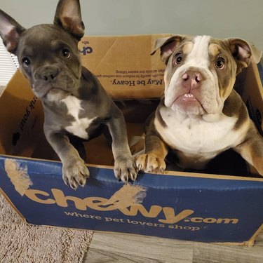 two french bulldogs in box