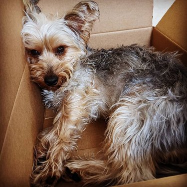 dog relaxing in box.