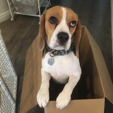 Beagle puppy in cardboard box.