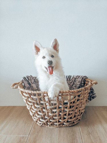 white dog in basket