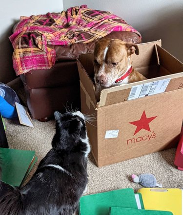 cat looks at dog in cardboard box.