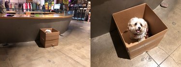 white dog in box at store