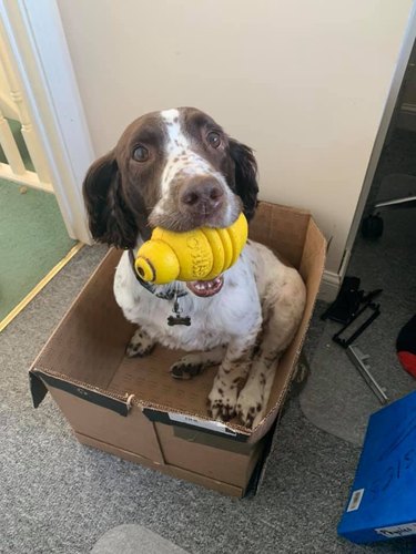 dog in box with toy.