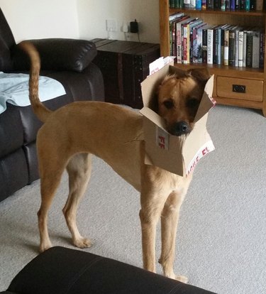 dog with box around their neck.