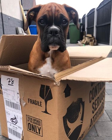 boxer dog in a box.