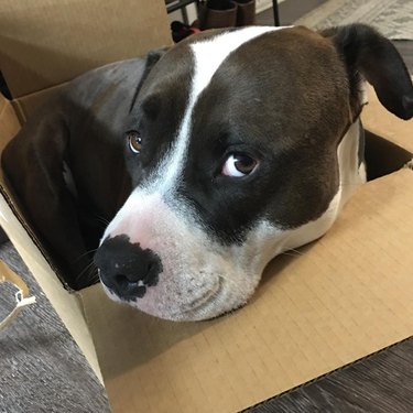 dog in box seems pretty happy with himself.