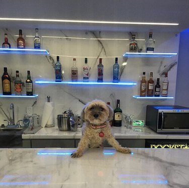 dog ready to serve drinks