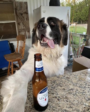 dog serving beer