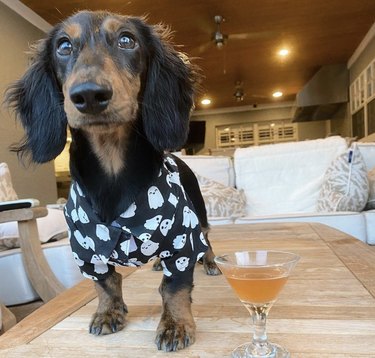 dog serving a martini