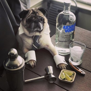dog with vodka and lime