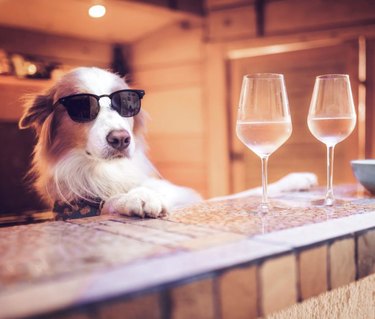 dog serving wine