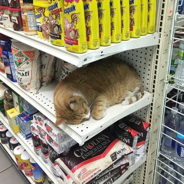 Cat sleeping on shelf of bodega