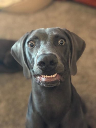 Weimaraner with its bottom teeth showing