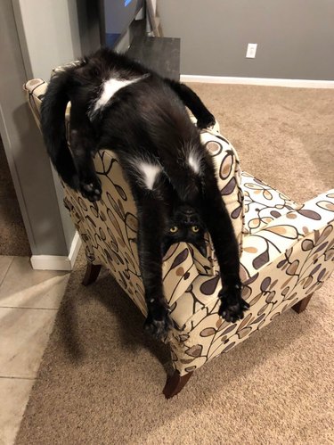 Black cat with white markings reminiscent of a bikini stretched out along back of armchair