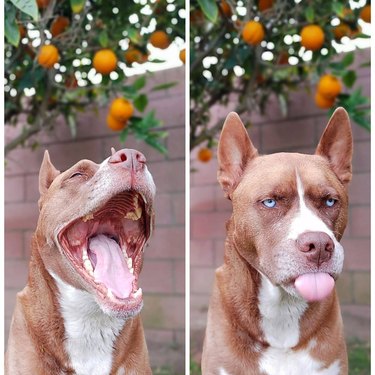 Dog looks like it's laughing, then in the next photo it's sticking out its tongue.