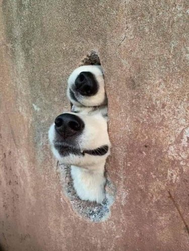 Hole in concrete wall with two dog's snouts sticking out of it