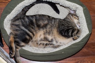 Cat asleep in cat bed in weird position