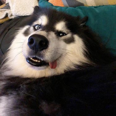 Malamute making a silly face with its tongue sticking out