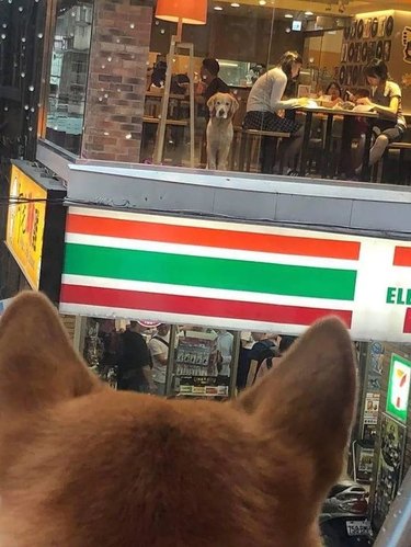 Two dogs looking at each other from second story windows across a street.