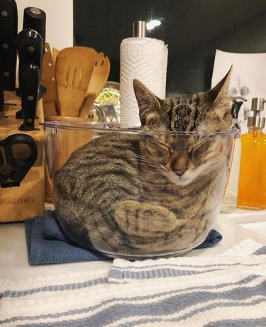 Cat sleeping curled up in glass kitchen bowl