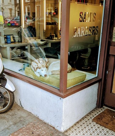 Husky asleep on  cushion in window of barbershop