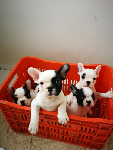 Red milk crate with five black and white French bulldog puppies