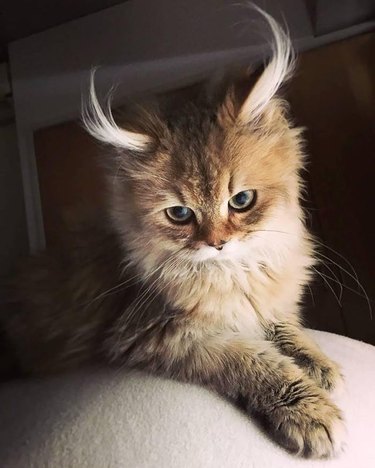 Kitten with curled ear tufts.