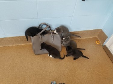 Five kittens inspect a purse