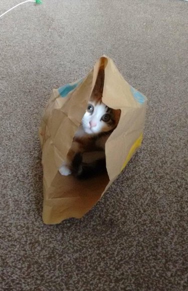 Kitten in McDonald's bag