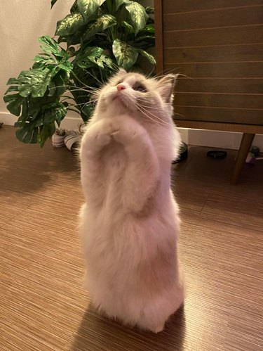 Fluffy white cat standing up on its back legs to beg for treats